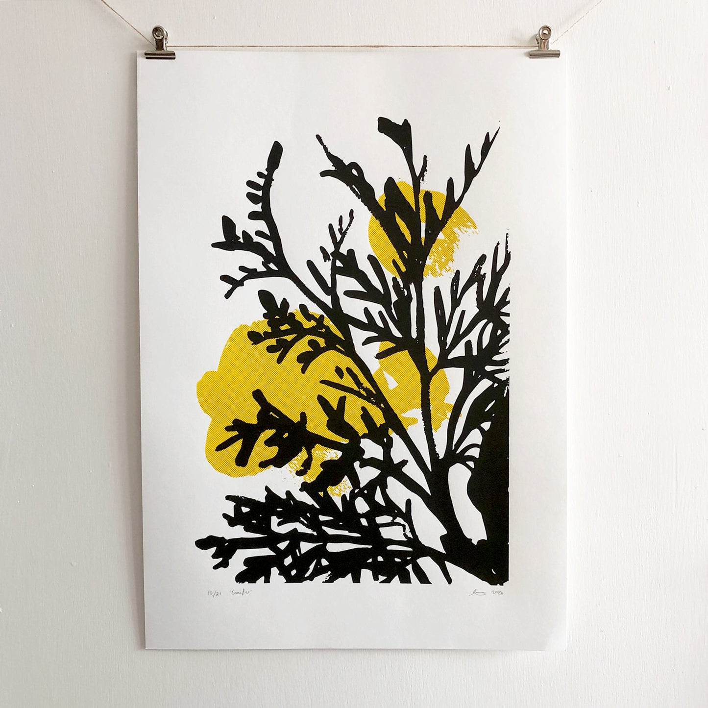 Conifer-print-photo.jpg