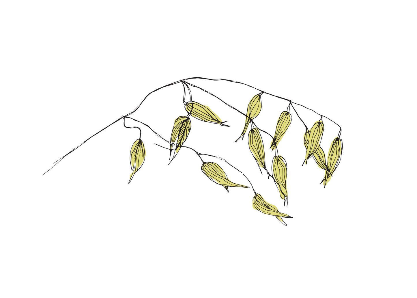 Tender-buds-A5.jpg