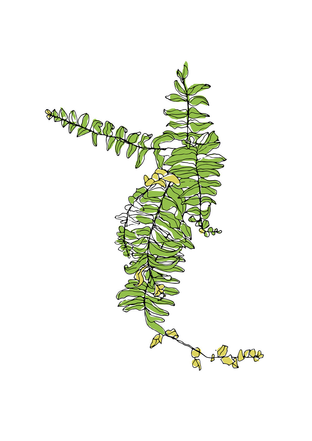 Fern-scaled-to-A4.jpg