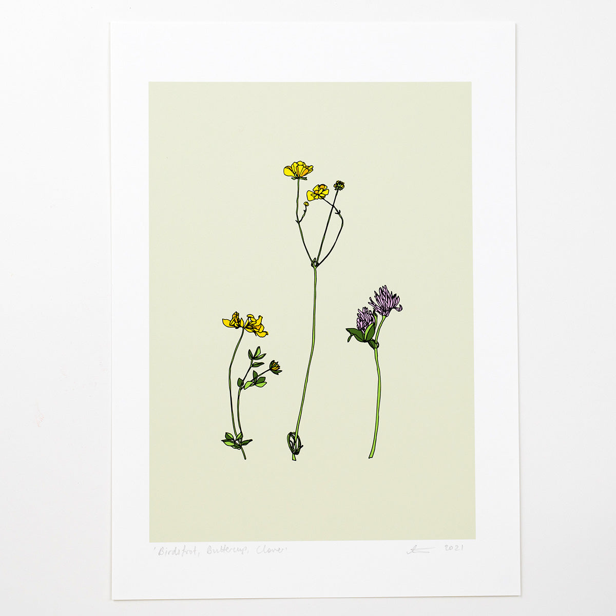 Birdsfoot, Buttercup, Clover - A4 Print