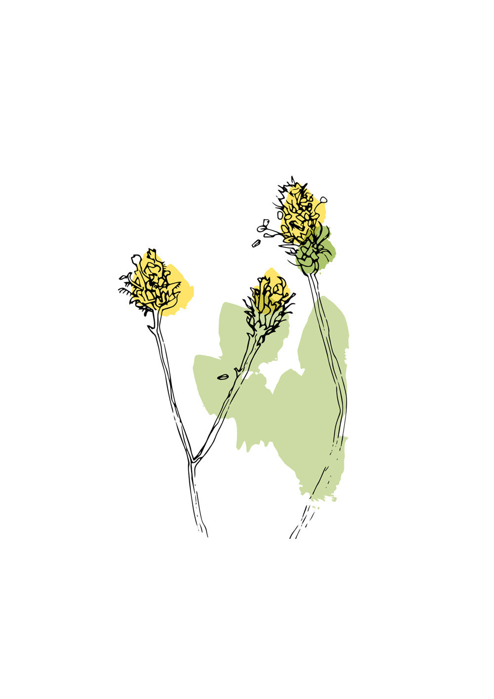 Wildflower-buds-scaled-to-A4.jpg